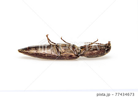 Image of click beetle isolated on white background. Insect. Animal. Image of click beetle isolated on white background. Insect. Animal. 77434673