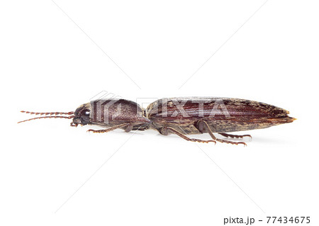 Image of click beetle isolated on white background. Insect. Animal. Image of click beetle isolated on white background. Insect. Animal. 77434675