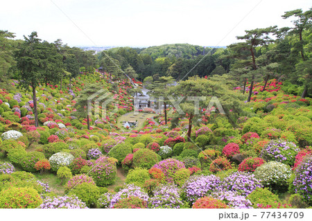 塩船観音寺　つつじ満開 77434709