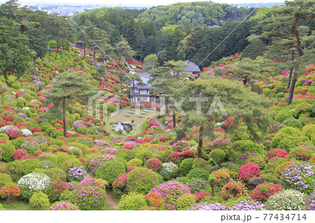 塩船観音寺　つつじ満開 77434714