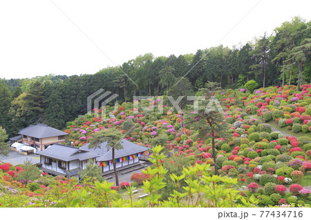塩船観音寺　つつじ満開 77434716