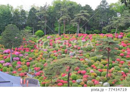 塩船観音寺　つつじ満開 77434719