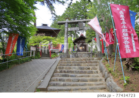 塩船観音寺　つつじ満開 77434723