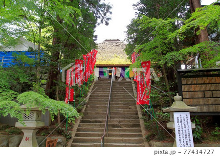 塩船観音寺　つつじ満開 77434727