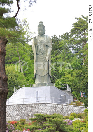 塩船観音寺　つつじ満開 77434732