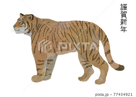 22リアルタッチ虎右向き白バック文字有り 年賀状のイラスト素材