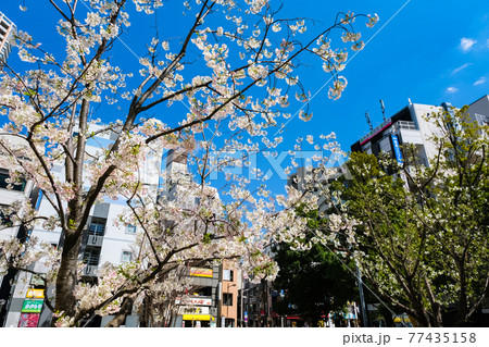 東京都千代田区 飯田橋街並みの桜(飯田橋グラン・ブルーム前) 東京都千代田区 飯田橋街並みの桜(飯田橋グラン・ブルーム前) 77435158
