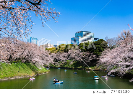 東京都千代田区 千鳥ヶ淵の桜の写真素材 東京都千代田区 千鳥ヶ淵の桜の写真素材