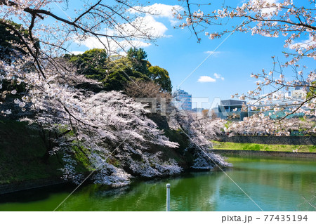 東京都千代田区 千鳥ヶ淵の桜 77435194