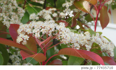 カナメモチの花 カナメモチの花 77435710
