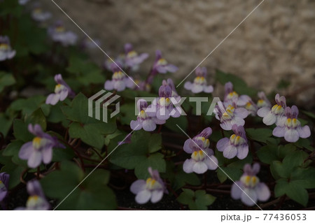 ツタバウンラン ツタバウンラン 77436053