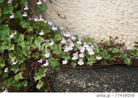 ツタバウンラン ツタバウンラン 77436056