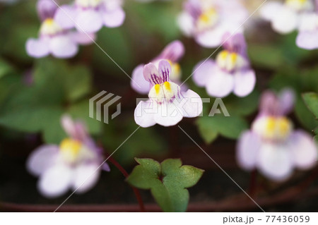 ツタバウンラン ツタバウンラン 77436059