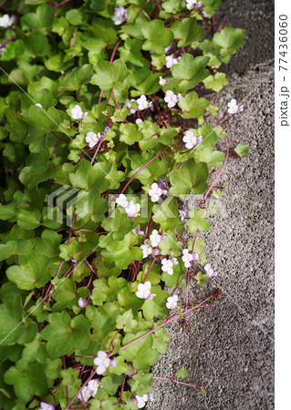 ツタバウンラン 77436060