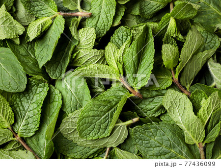 Fresh green peppermint, mint background. The view from top 77436099