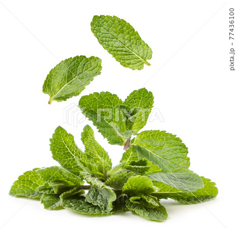 Fresh peppermint drops on a heap on a white background. Isolated 77436100