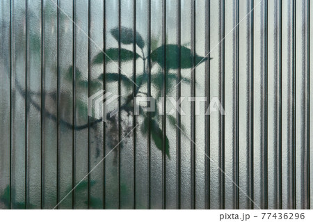 abstract background - leaves of living trees shine through a translucent polycarbonate sheet abstract background - leaves of living trees shine through a translucent polycarbonate sheet 77436296