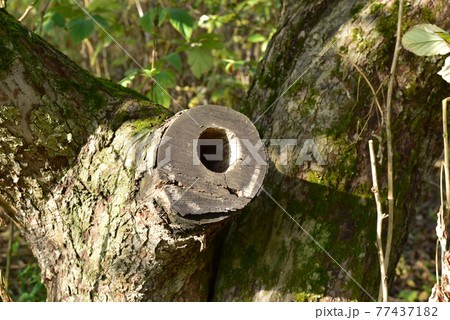 A small diameter hollow in an old tree. A small diameter hollow in an old tree. 77437182