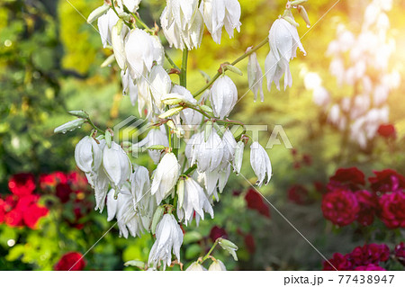 Beautiful close-up detail White Yucca filamentosa bush flowers wet with dew or rain drops blossoming at backyard garden on bright summer day. Yard flower decoration and landscaping design 77438947