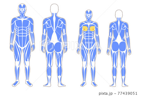 Human muscular system Human muscular system 77439051
