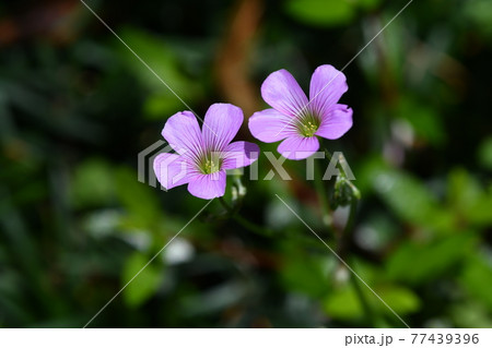 ムラサキカタバミ 77439396