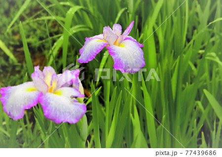 雨に濡れる花菖蒲 77439686