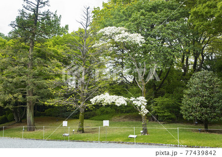 迎賓館赤坂離宮　ゴルバチョフ大統領とフォード大統領の記念植樹 77439842