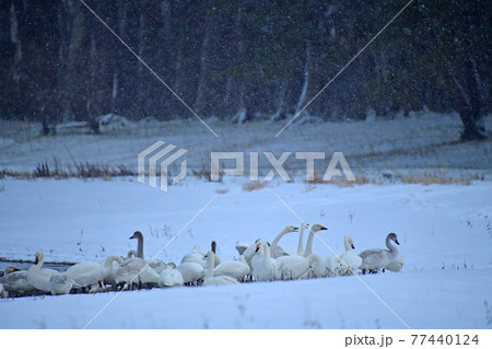 猪苗代湖の白鳥 猪苗代湖の白鳥 77440124