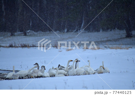 猪苗代湖の白鳥 77440125