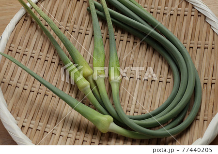 ざるにのったニンニクの茎 ざるにのったニンニクの茎 77440205