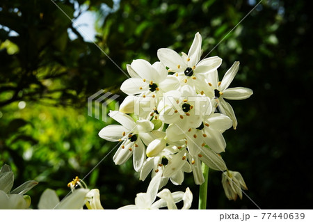 オーニソガラム　Ornithogalum 77440639