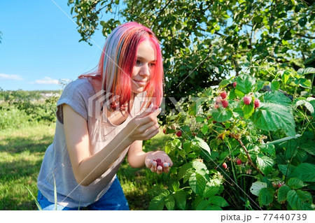 Young woman teenager picking ripe red raspberries from bush 77440739
