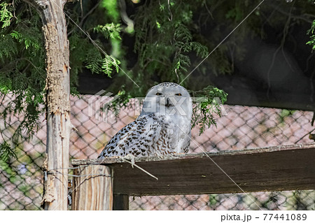 【北海道旭川市】旭山動物園のシロフクロウ 【北海道旭川市】旭山動物園のシロフクロウ 77441089