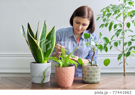 Mineral fertilizers in the form of sticks. Female fertilizing indoor potted plants Mineral fertilizers in the form of sticks. Female fertilizing indoor potted plants 77441662