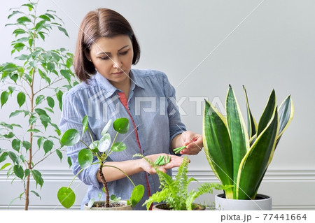 Mineral fertilizers in the form of sticks. Female fertilizing indoor potted plants 77441664