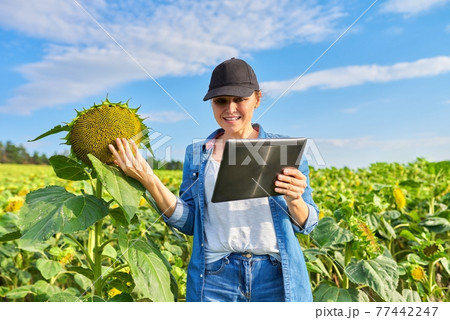 Woman farmer making video inspection of agricultural field with sunflower plants 77442247