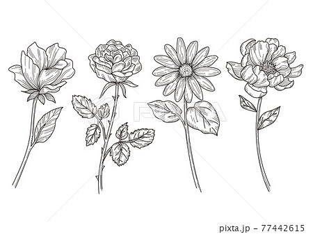 花の線画イラストレーション 花の線画イラストレーション 77442615