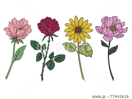 花の線画イラストレーション カラーのイラスト素材