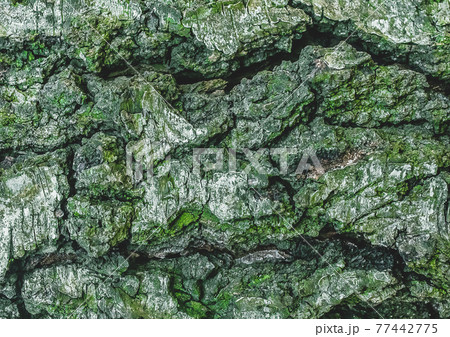 Green tree bark, embossed texture pattern, abstract background 77442775