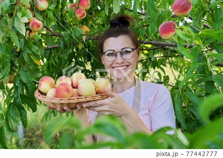 Portrait of smiling woman with basket of fresh peaches, tree with ripe peaches background 77442777