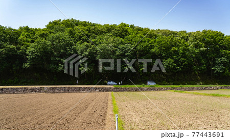 田植え前の水をはった田んぼと森と青空 寺家ふるさと村 田植え前の水をはった田んぼと森と青空 寺家ふるさと村 77443691