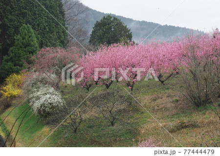 花桃の里 花桃の里 77444479