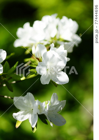躑躅 (つつじ)の花 躑躅 (つつじ)の花 77444696