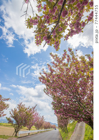 ぼたん桜と青空 ぼたん桜と青空 77444755