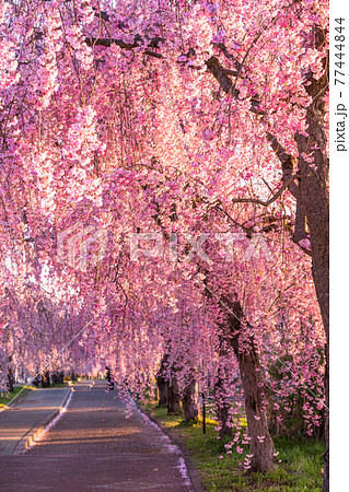 《福島県》日中線しだれ桜並木・早朝 77444844