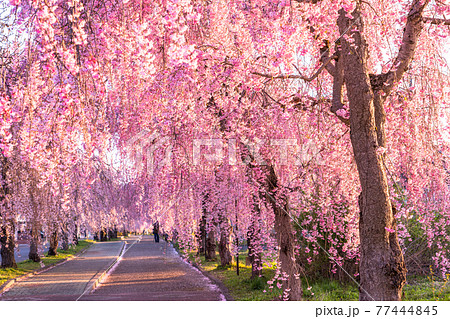 《福島県》日中線しだれ桜並木・早朝 《福島県》日中線しだれ桜並木・早朝 77444845