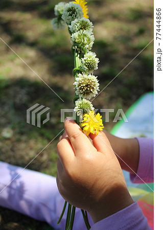 シロツメクサとタンポポで花冠を編む子供の手の写真素材