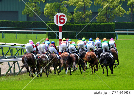 新緑の中京競馬 77444908