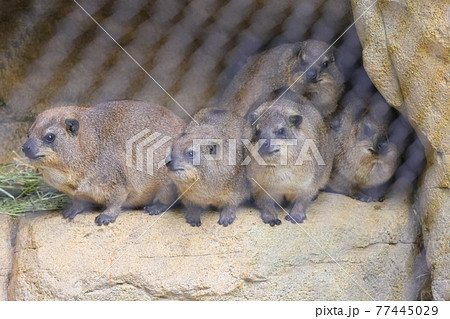 ケープハイラックス_体を寄せ合っている5頭 77445029