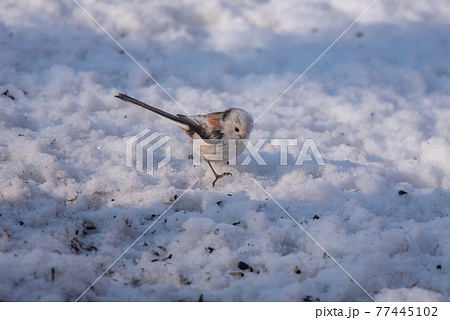 雪の妖精　シマエナガ 77445102